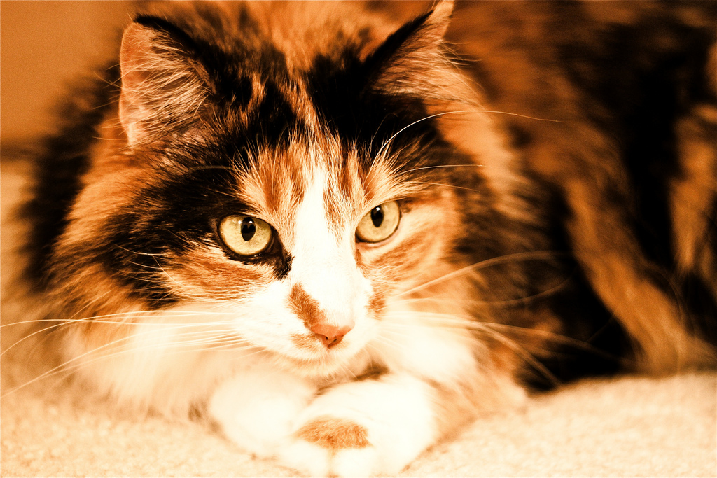 A close-up photo of a calico cat's face and front feet. The cat is staring at something out of the frame of the photo and her front paws are placed together below her chin.