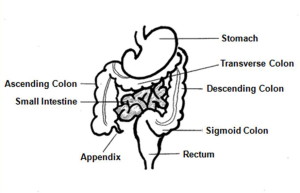 colon1